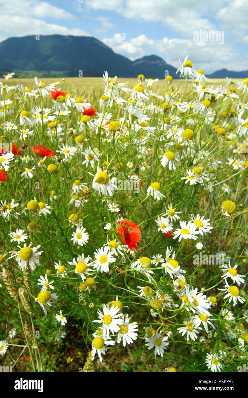 Gemeinsamen Mohn und Feld, Slowakei Stockfoto