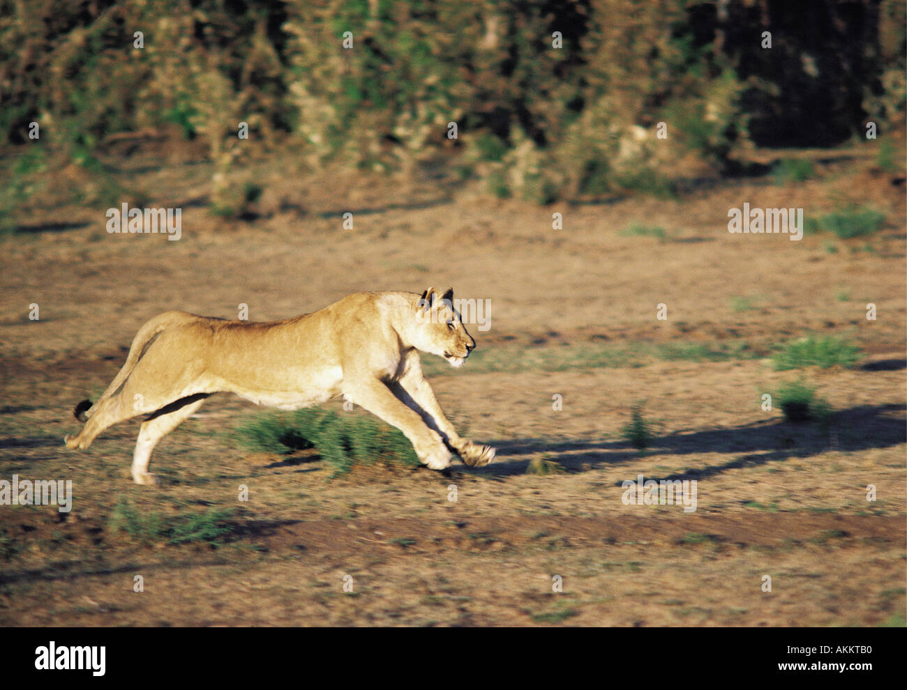 Löwin verfolgen Beute Masai Mara National Reserve Kenia in Ostafrika Stockfoto