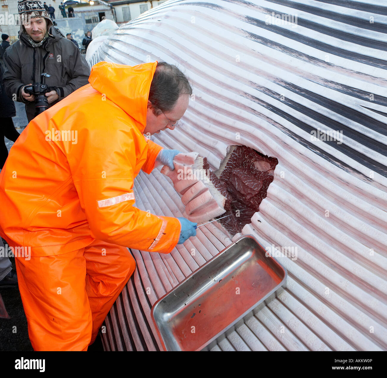 Wissenschaftler nehmen Proben von Fleisch mit Speck, Finnwal Stockfoto