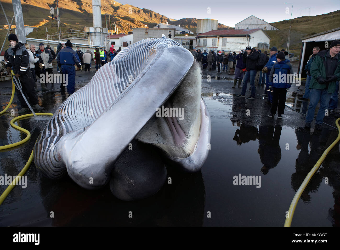 Gejagte Finnwal am Walfangstation Stockfoto