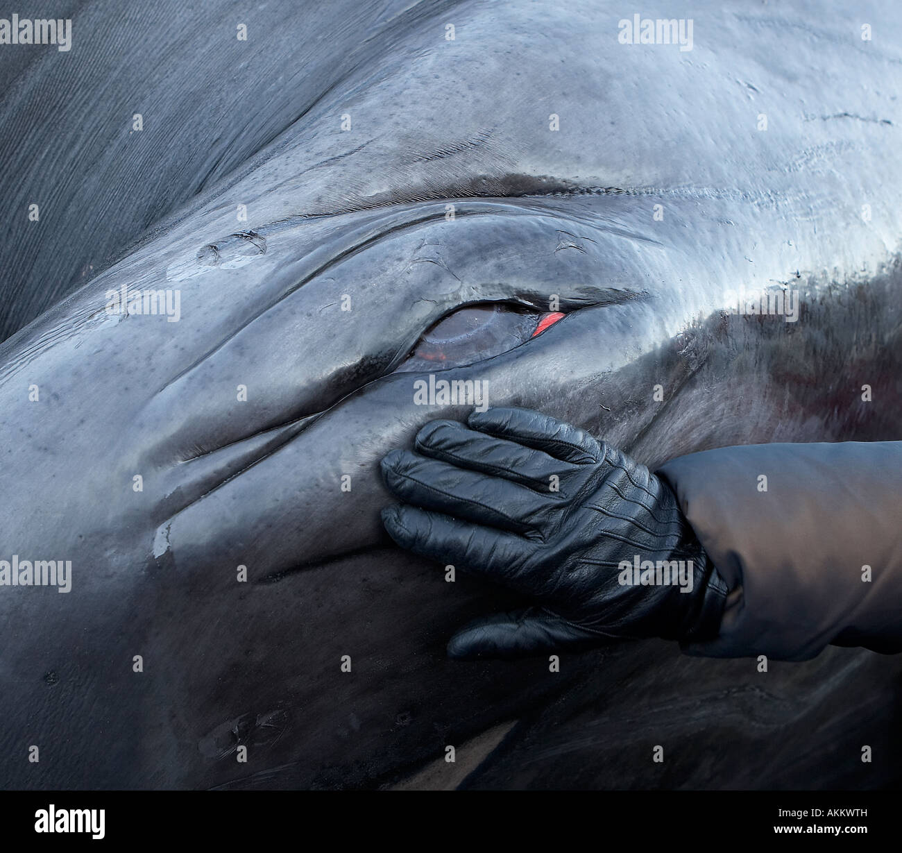 Hand mit Auge des Gejagten Finnwal Stockfoto