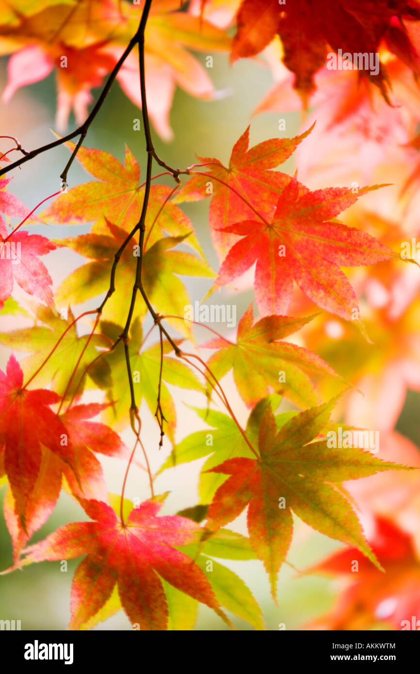 Hinterleuchtete japanischen Acer Ahorn Blätter im Herbst bei Westonbirt Arboretum, Gloucestershire, England, UK Stockfoto