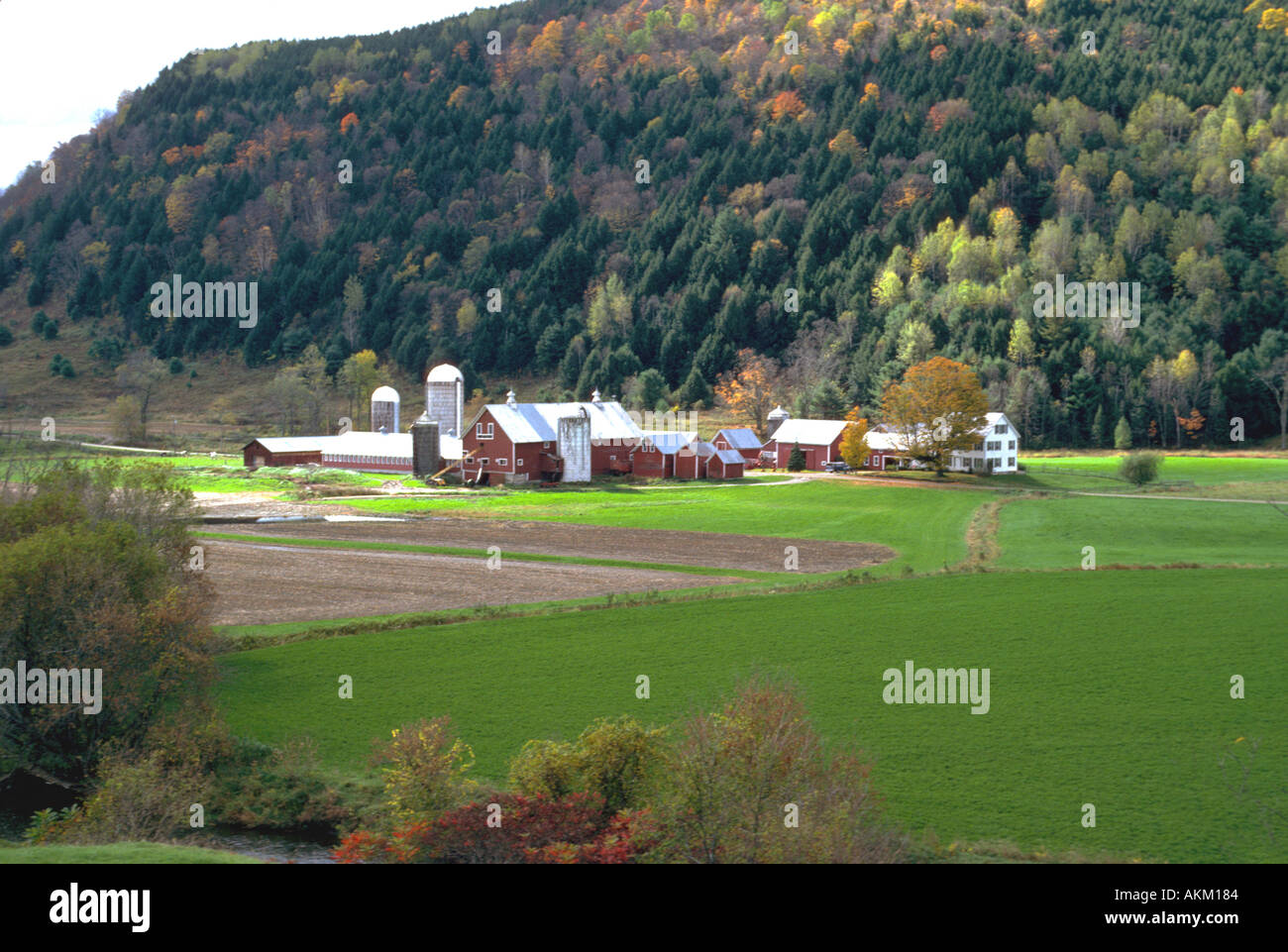 Milchwirtschaft in Vermont Stockfoto