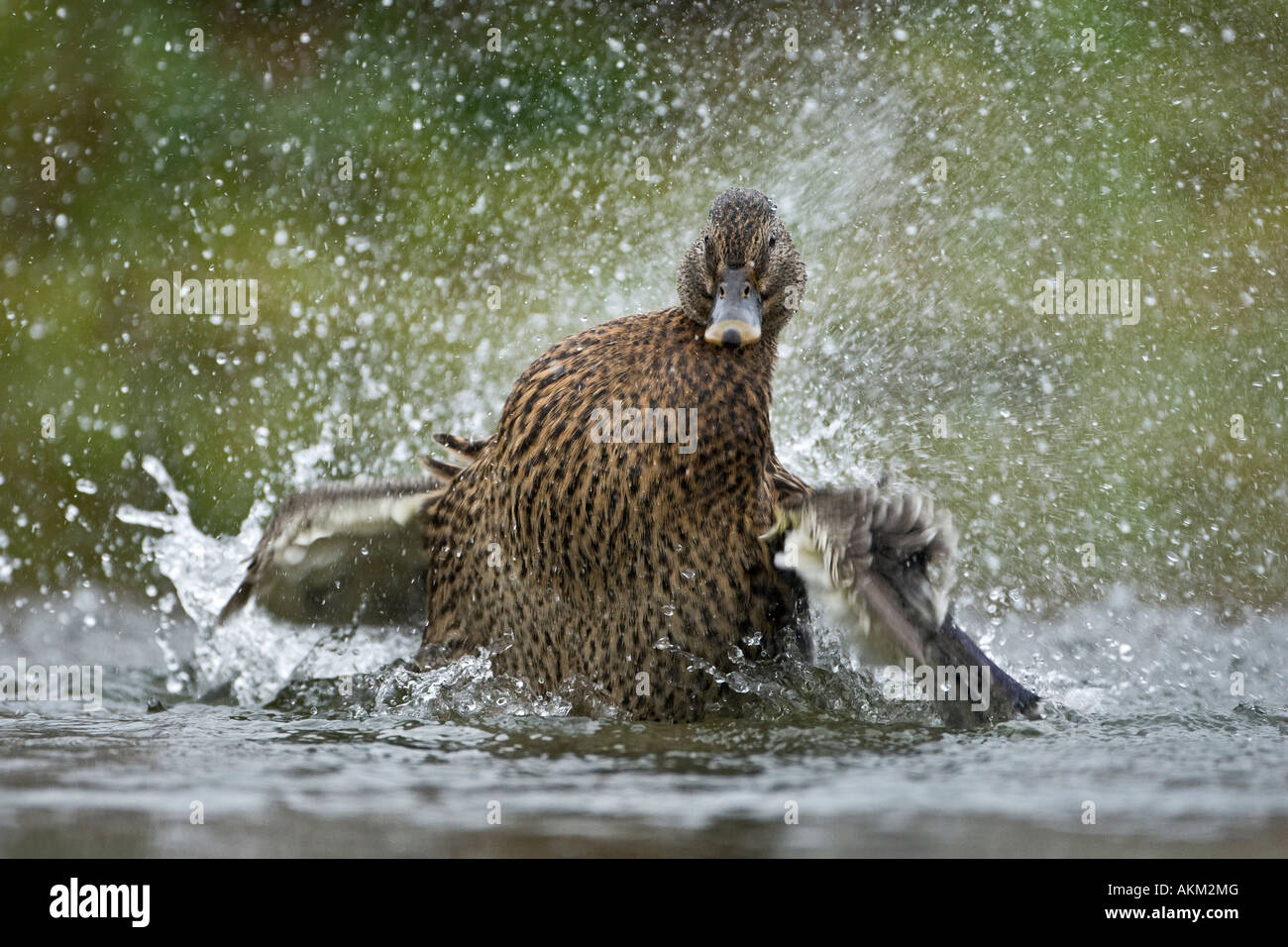 Femail Stockente Anas Plaryrhynchos englisches über im Wasser Potton Bedfordshire Stockfoto