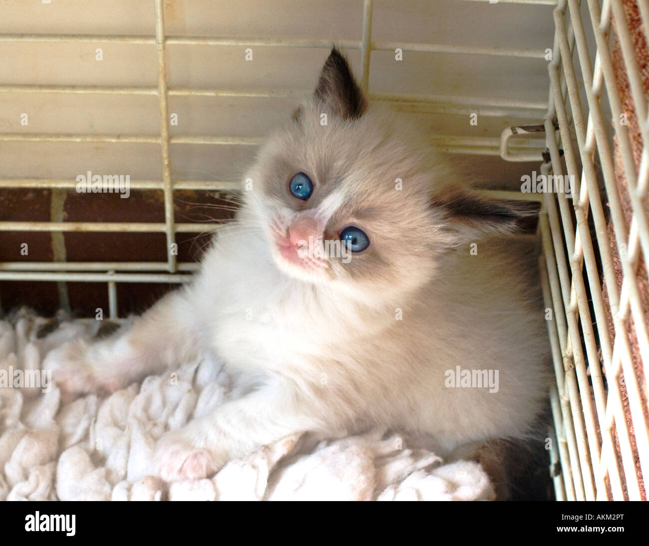 Eine junge Ragdoll Kitten weiblich vorübergehend in England UK EU isoliert. Stockfoto