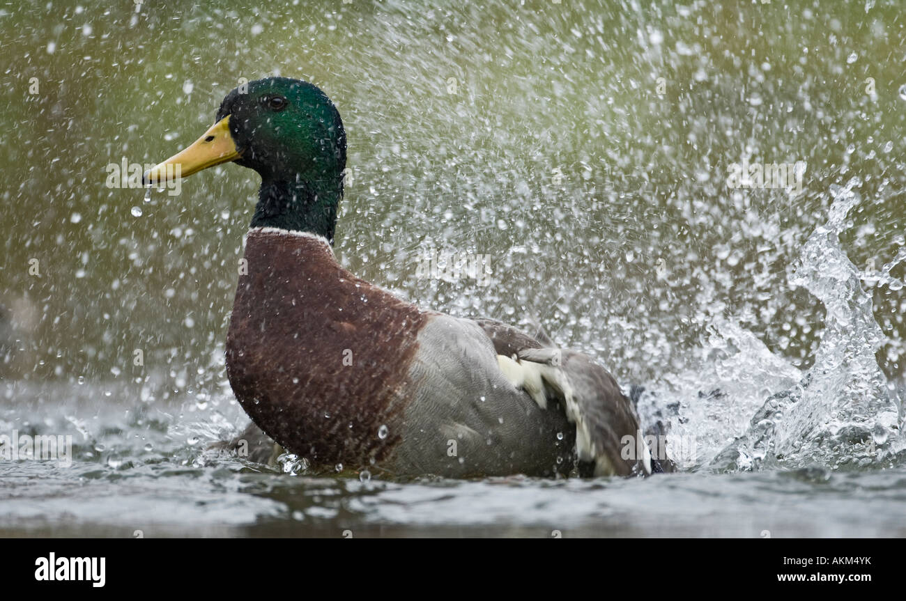 Drake Mallard Anas Plaryrhynchos englisches über im Wasser Potton Bedfordshire Stockfoto