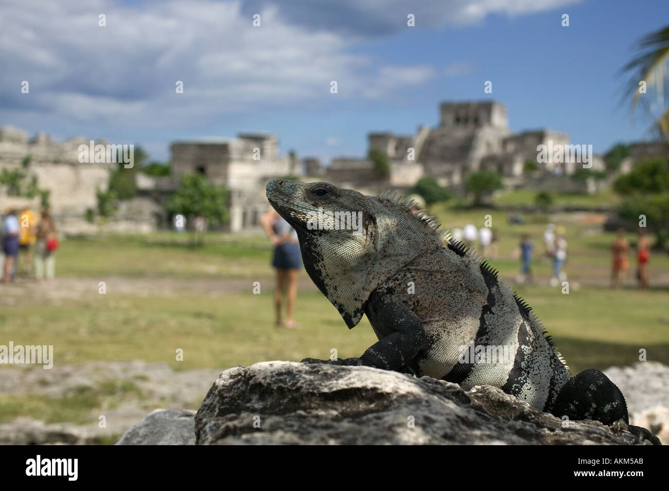 Leguan auf Maya Ruinen Tulum Mexiko Stockfoto