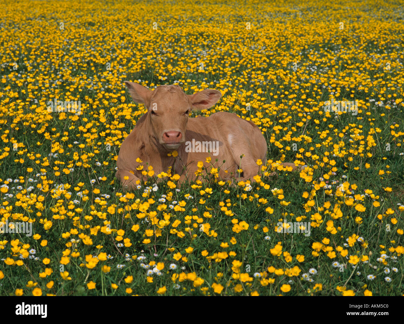 Kalb in Buttercup Wiese Chilterns Bucks Juni Stockfoto