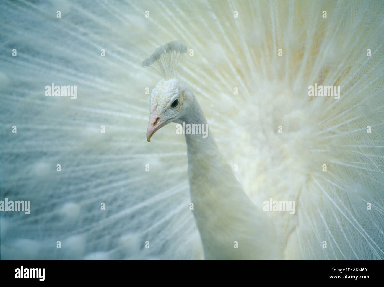 SC Charleston Magnolia Drayton Plantage Streichelzoo Nahaufnahme der weiße Pfau Stockfoto