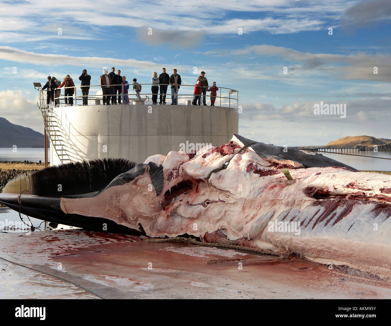 Gejagte Finnwal-Fleisch wird zerschnitten Stockfoto