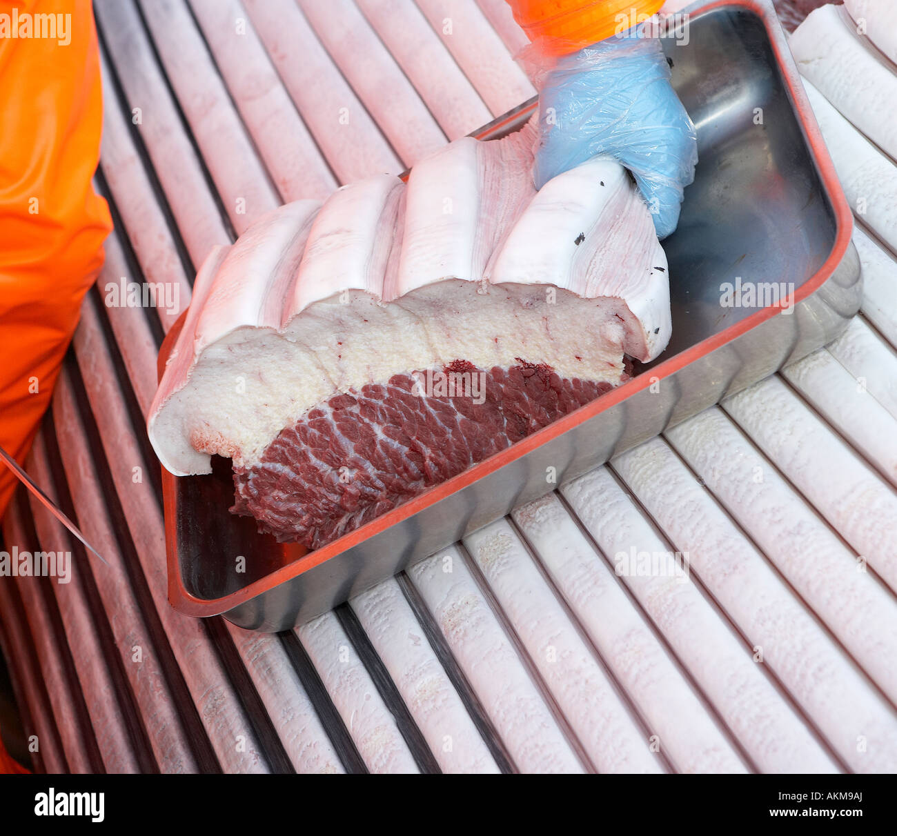 Wissenschaftler nehmen Proben von Fleisch mit Speck, Finnwal Stockfoto