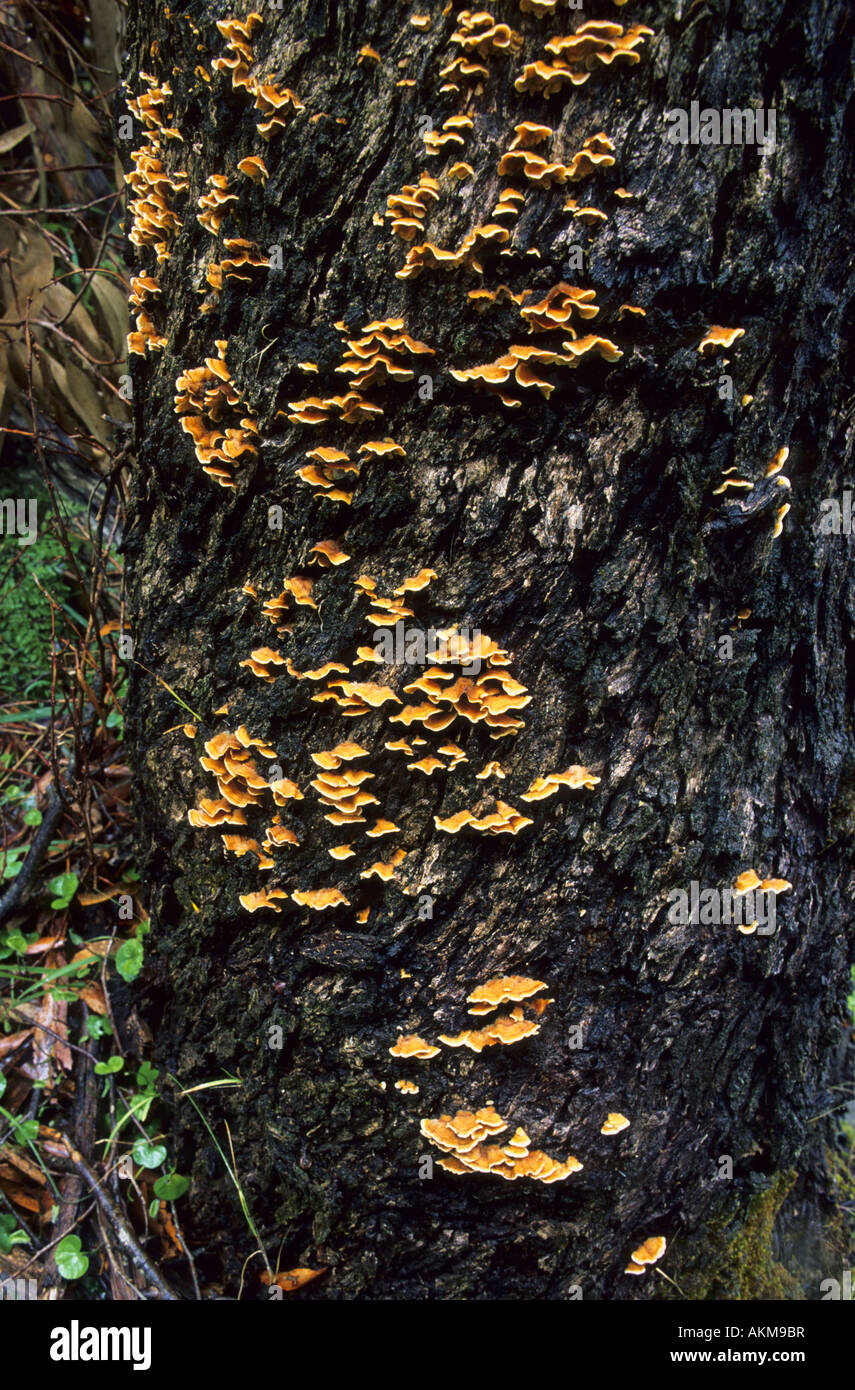 Pilze wachsen auf der Rinde eines Baumes Stockfoto
