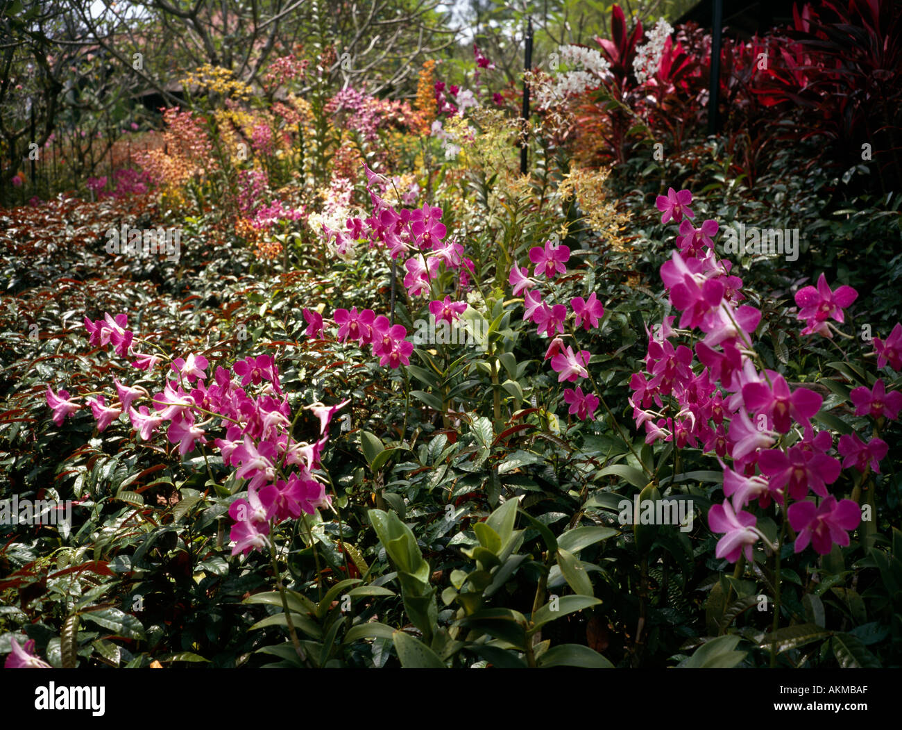 Singapore Botanic Gardens National Orchid Garden Stockfoto
