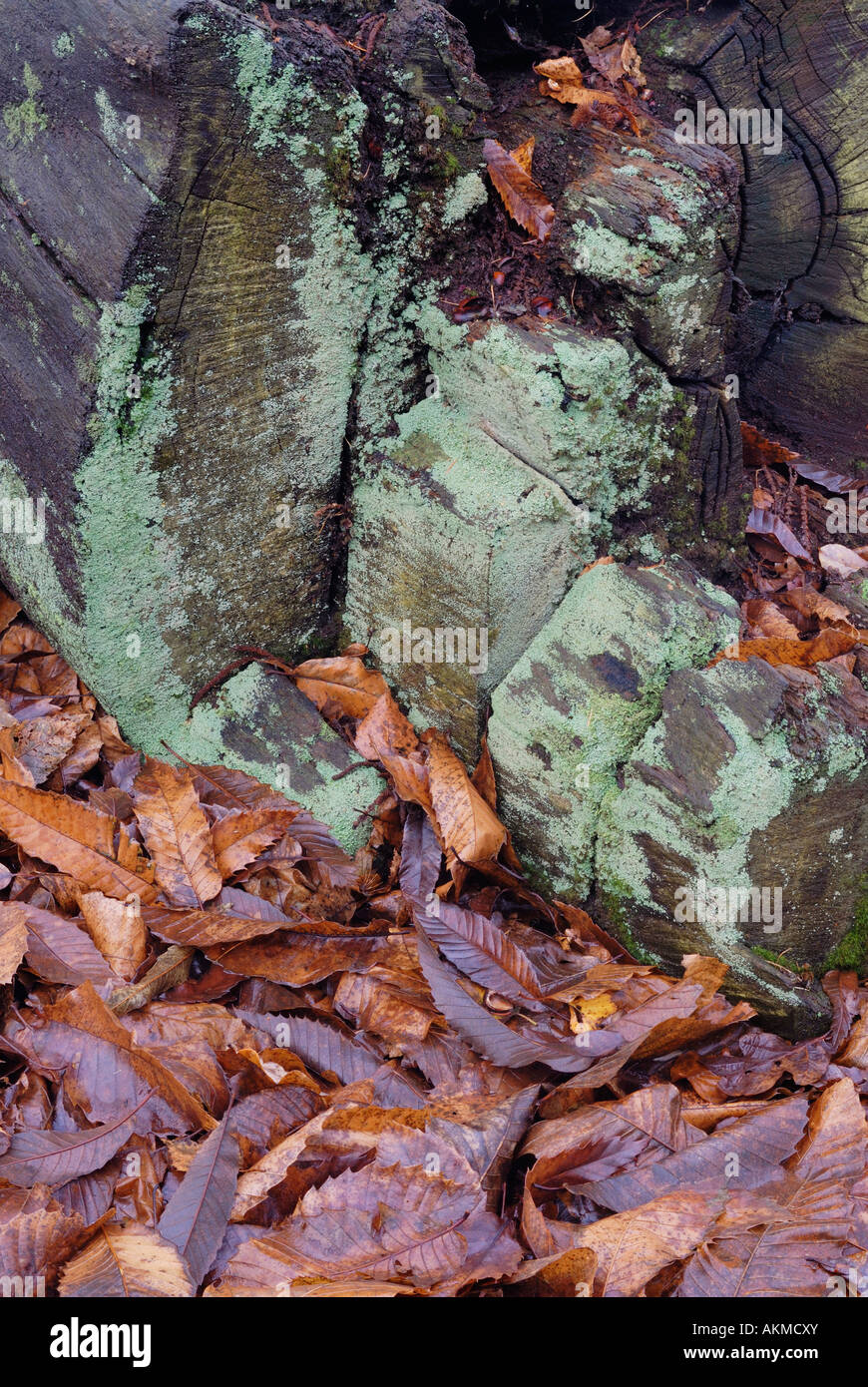 Faulenden Baumstumpf in Delamere Wald bedeckt in Fungul Wachstum Stockfoto