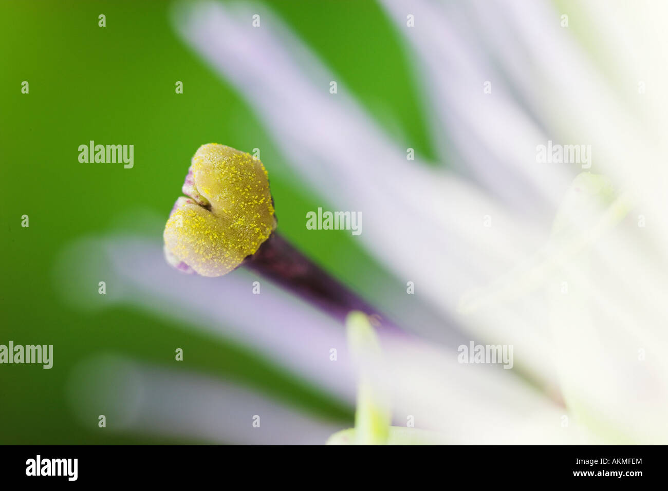 Blaue Passionsblume Stockfoto