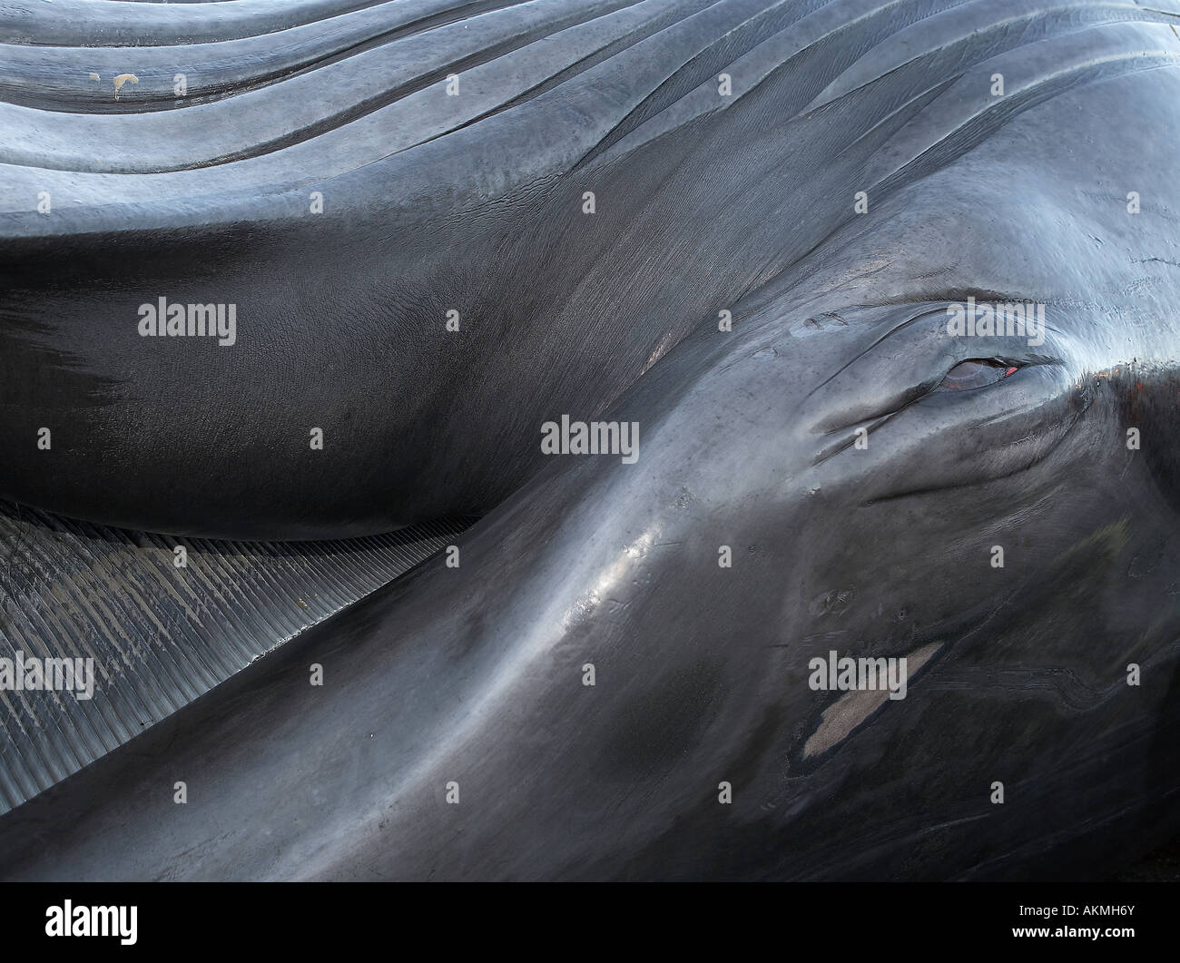 Nahaufnahme der Finnwal mit Auge Stockfoto