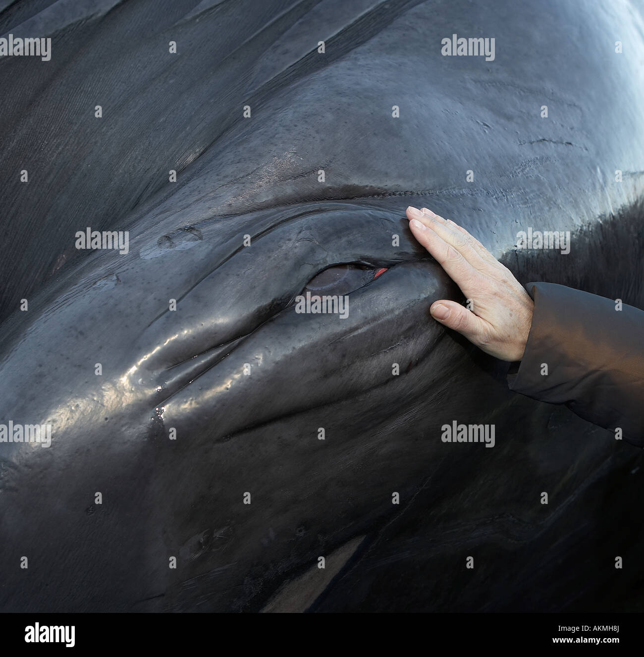Hand mit Auge des Gejagten Finnwal Stockfoto