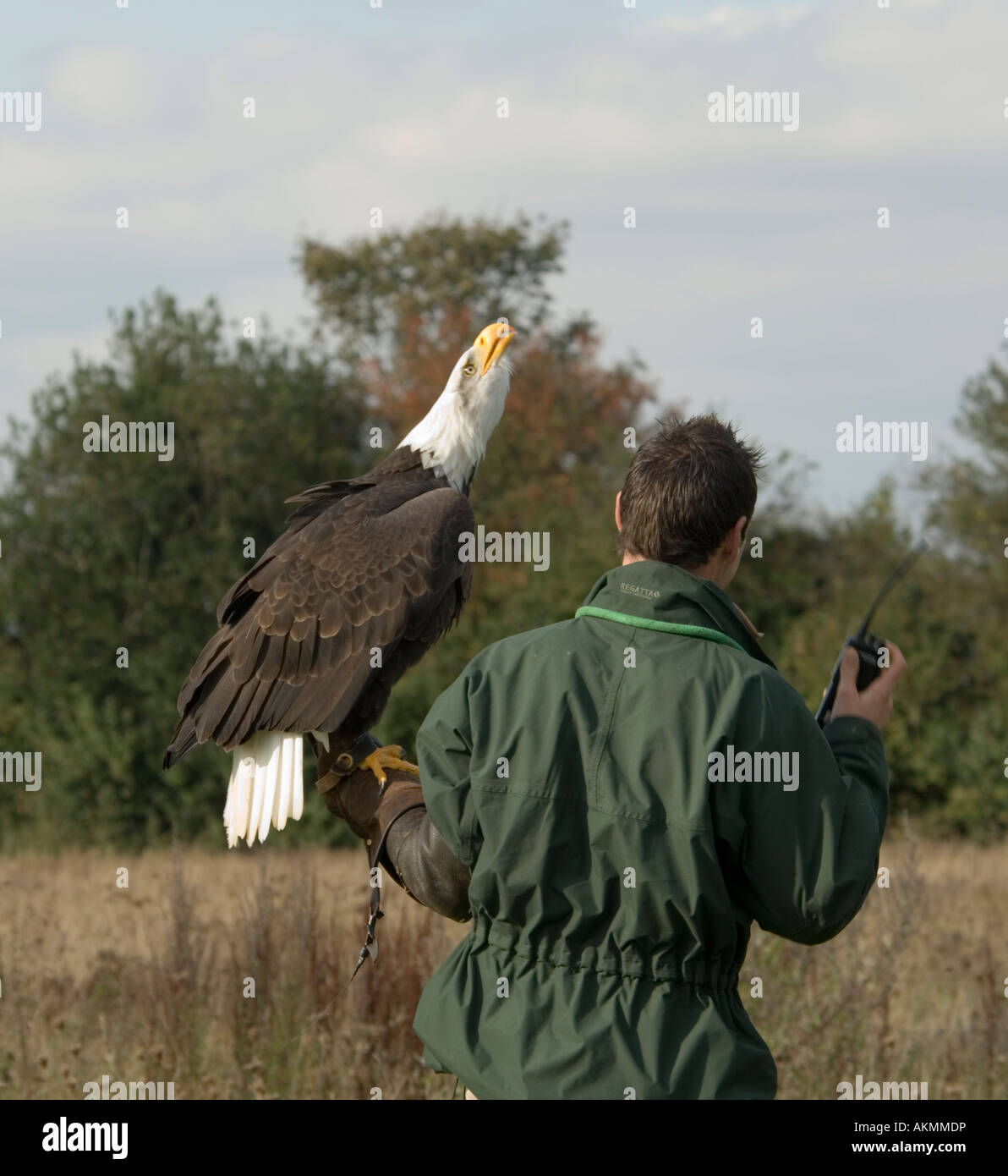 Weißkopfseeadler Haliaeetus leucocephalus Stockfoto
