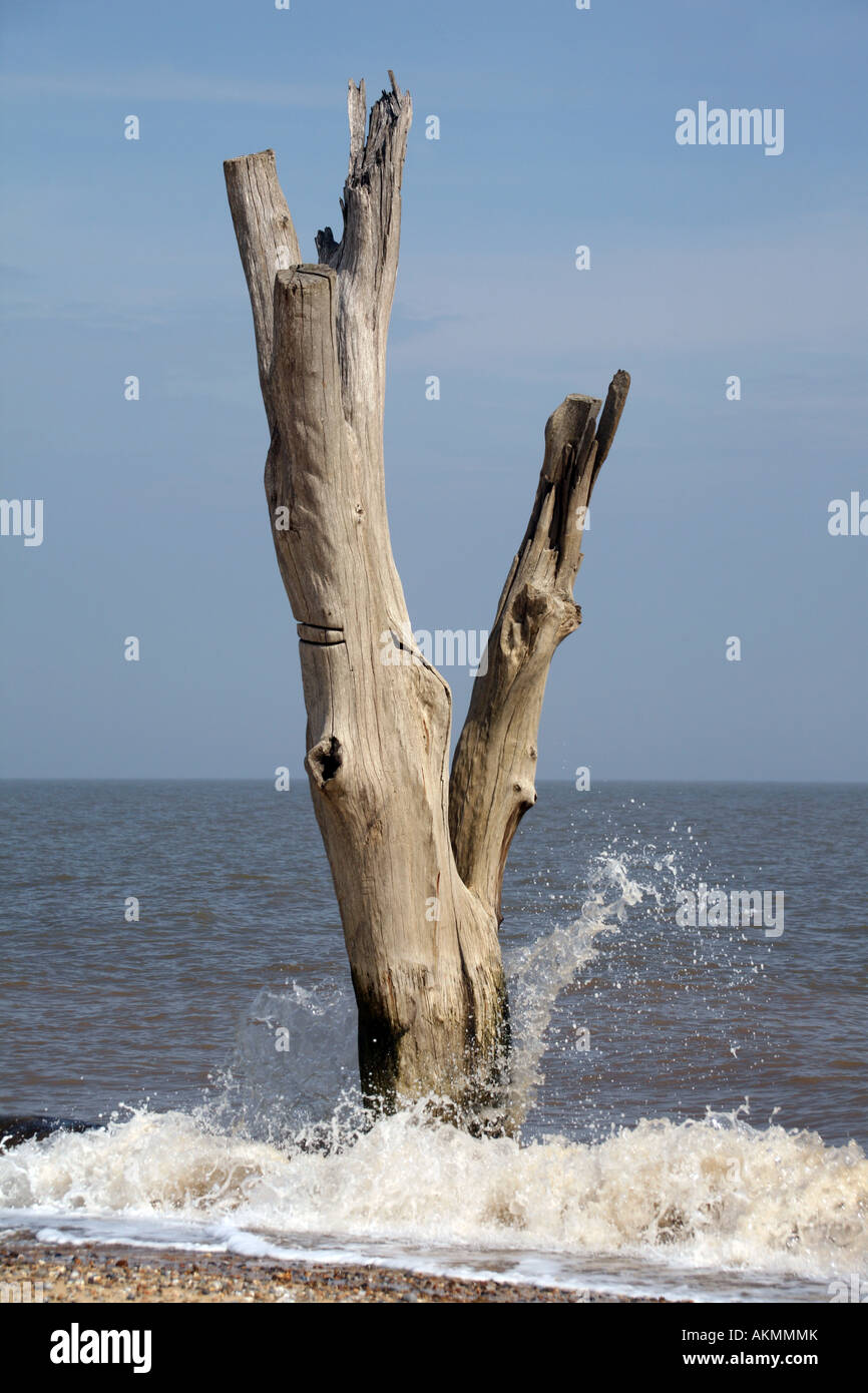 Bild zeigt einen toten Baum am Covehithe Suffolk im Meer. Bereich der Küste rund um Covehithe in der Nähe von Great Yarmouth erodieren Stockfoto