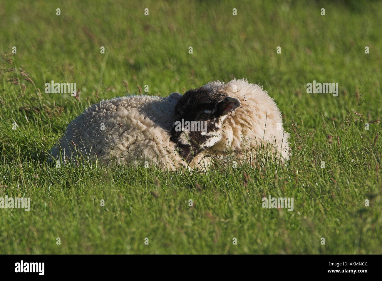 Lamm, kuscheln, warm zu halten Stockfoto