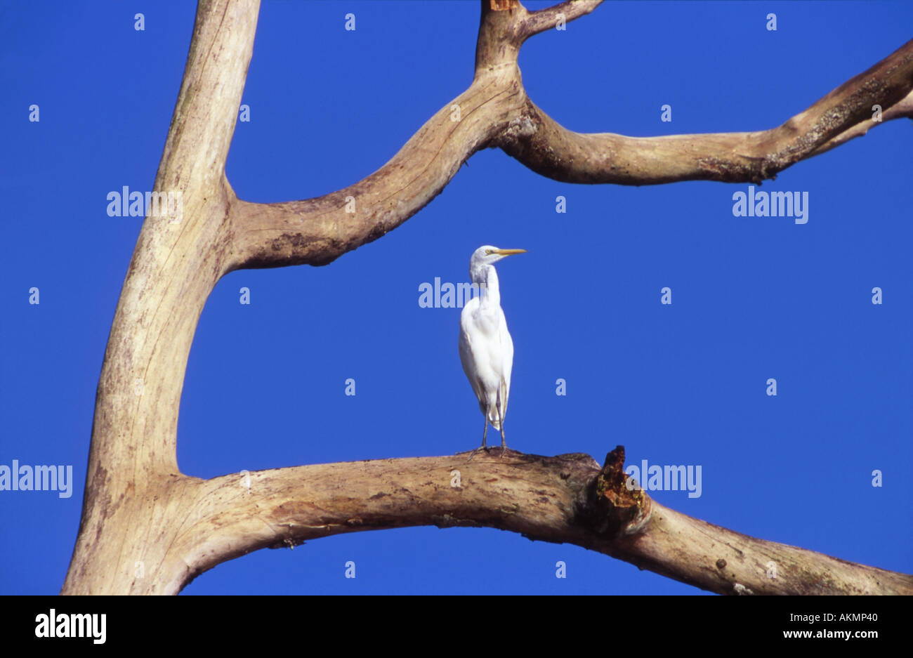 Große weiße Reiher Egretta Alba Borneo Malaysia Stockfoto