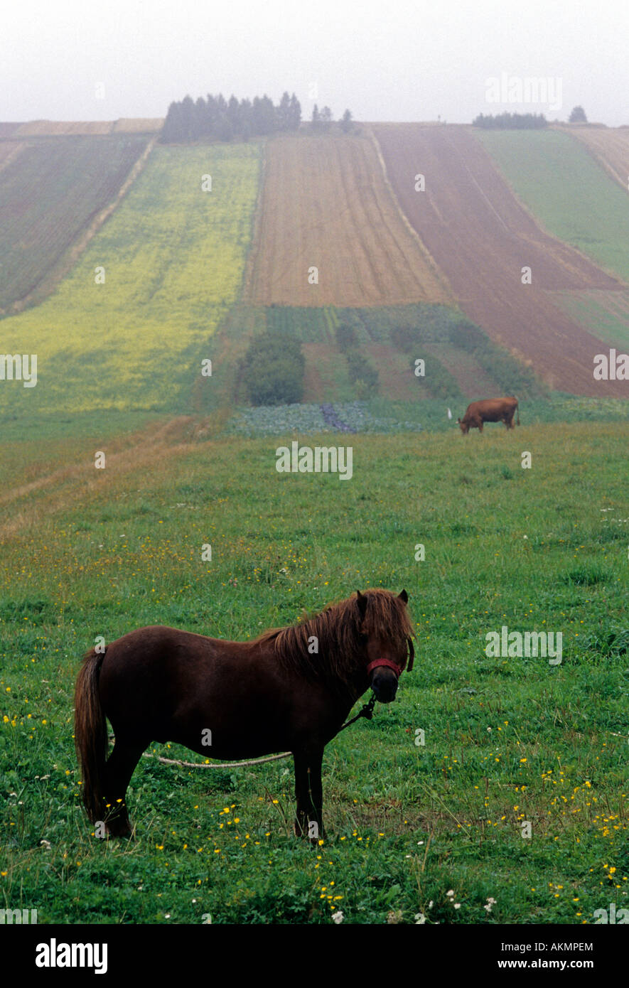 Polen Woiwodschaft Świętokrzyskie Wiaczka Pony auf nebligen Weide Stockfoto