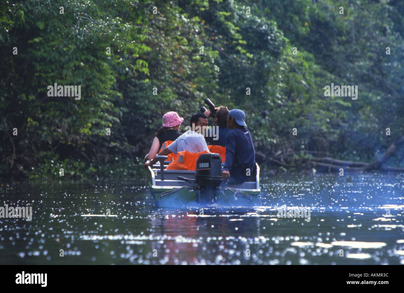Wildbeobachtung mit dem Boot auf dem Menggul Fluss Borneo Malaysia Stockfoto