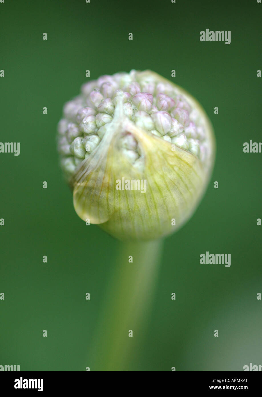 Allium Knospe mit Wassertropfen Stockfoto