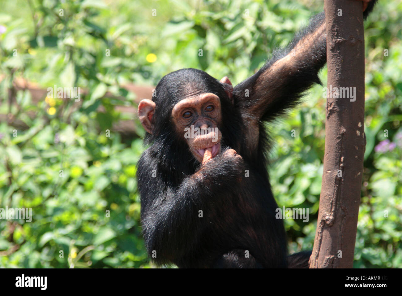 Junger Schimpanse, Pan troglodytes Stockfoto