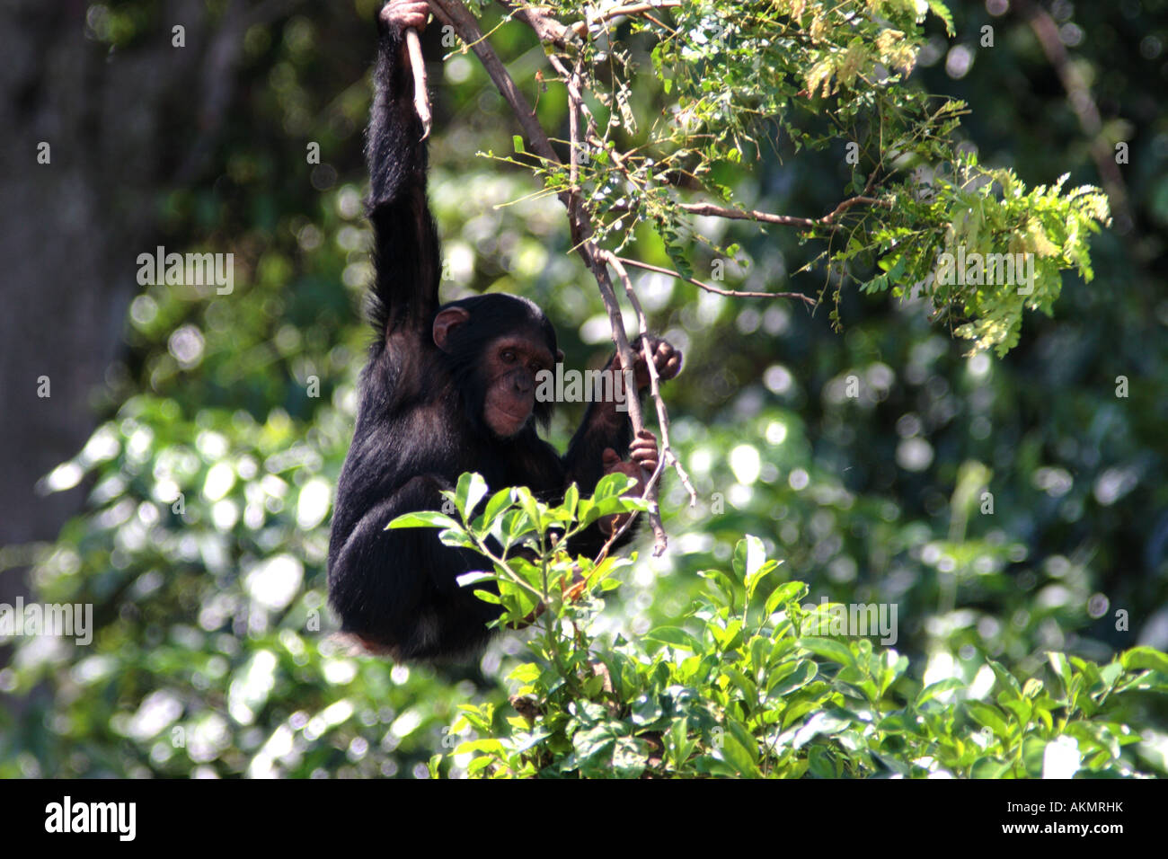 Junger Schimpanse, Pan troglodytes Stockfoto