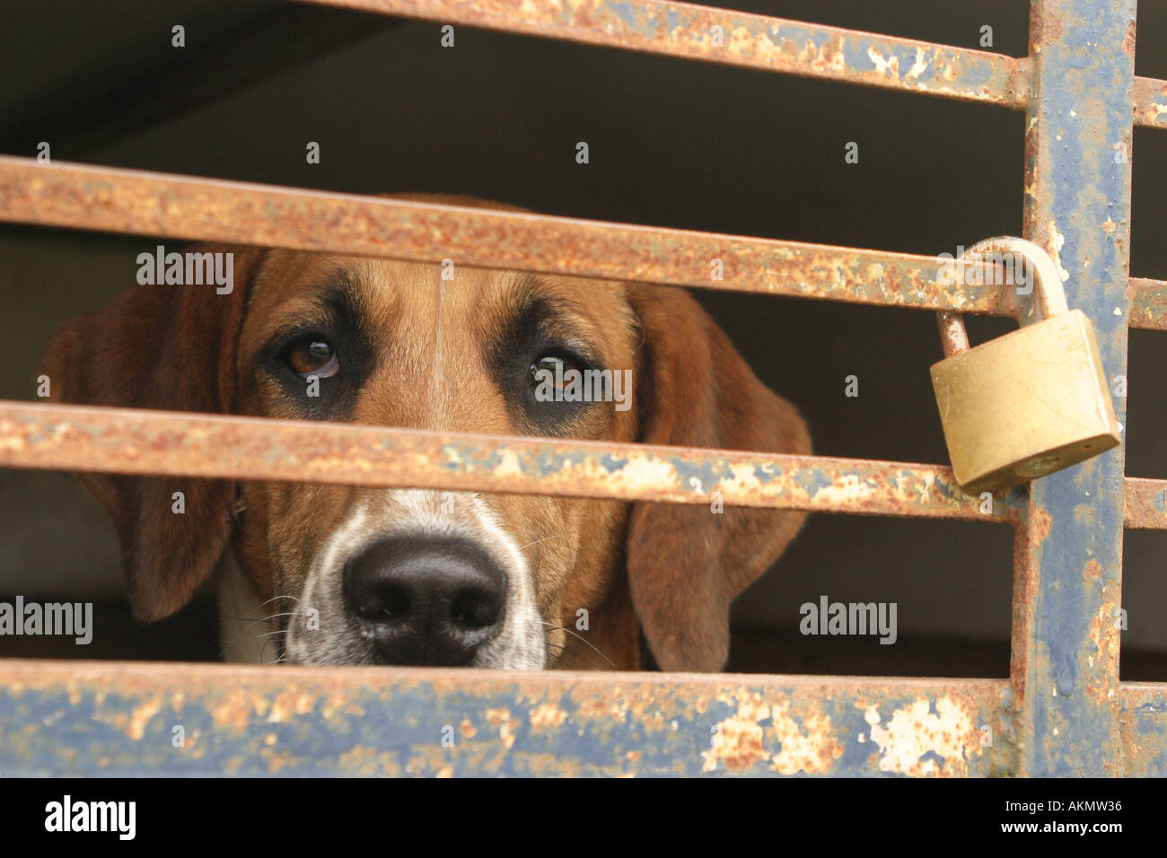 Eingesperrter Hund Stockfotos und bilder Kaufen Alamy