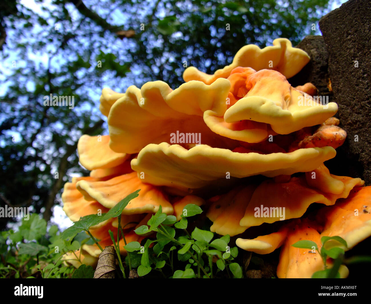 'Chicken des Waldes' Pilze, Lincolnshire, England Stockfoto