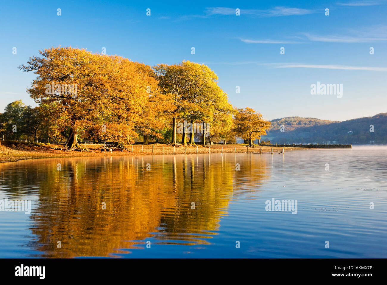 Herbstliche Bäume spiegeln sich in Coniston Water, Nationalpark Lake District, Cumbria, UK Stockfoto