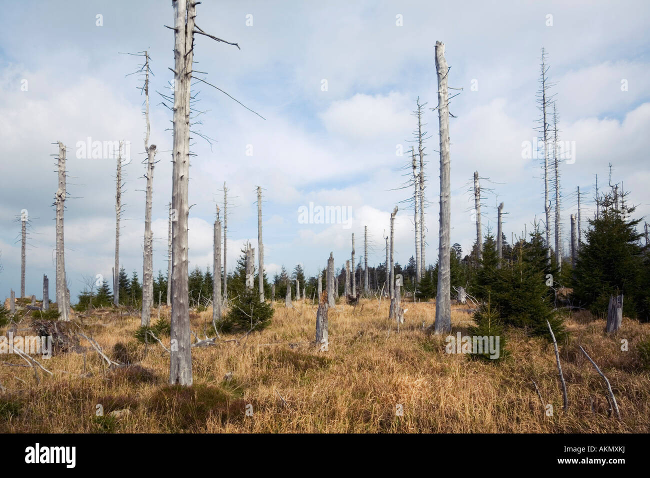 Tote Baume Beschadigt Durch Den Sauren Regen Auf Mt Brocken Harz Niedersachsen Deutschland Stockfotografie Alamy