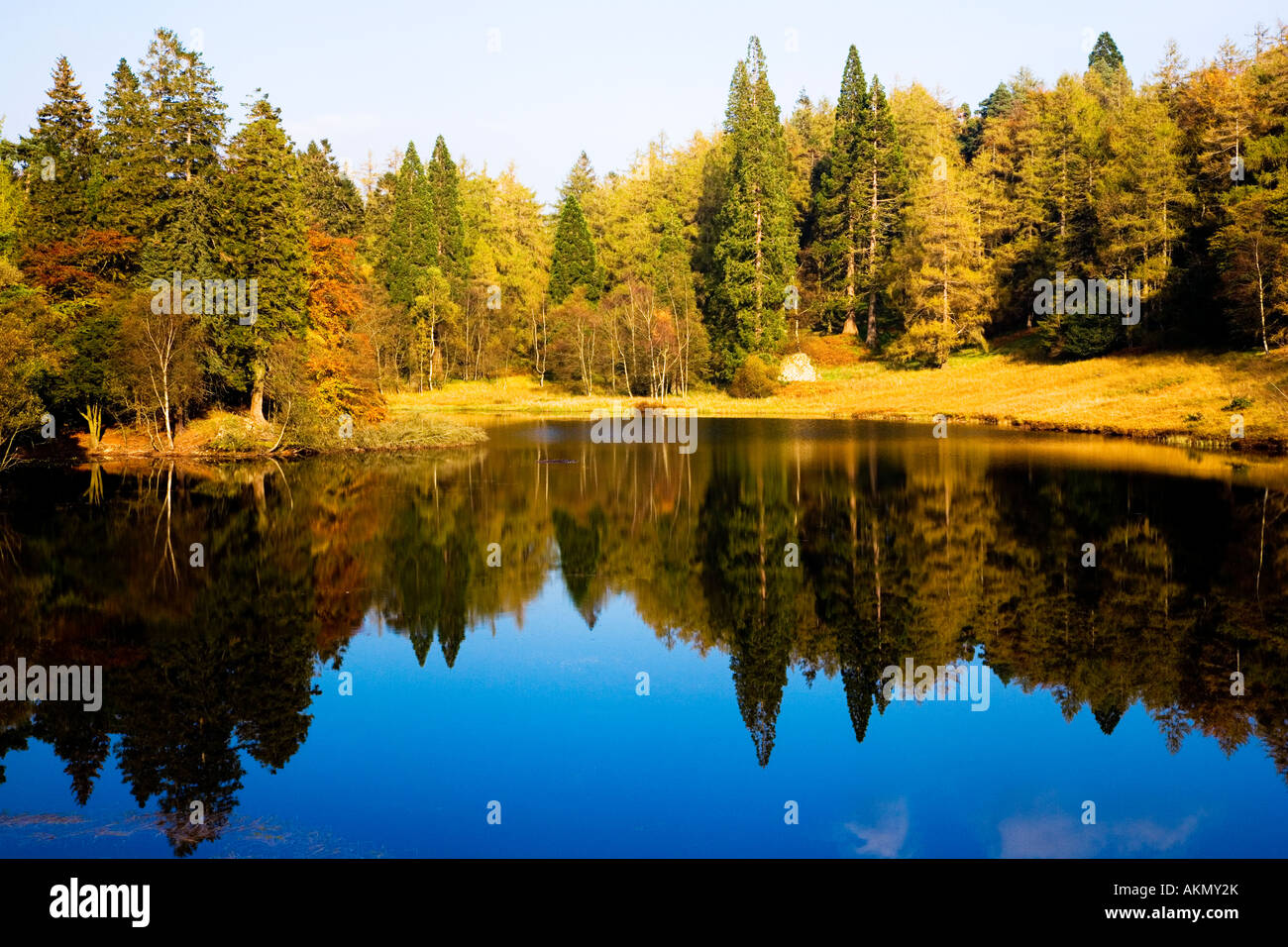 Perfekt reflektiert Herbst Bäume in Tarn Hows, Nationalpark Lake District, Cumbria, UK Stockfoto