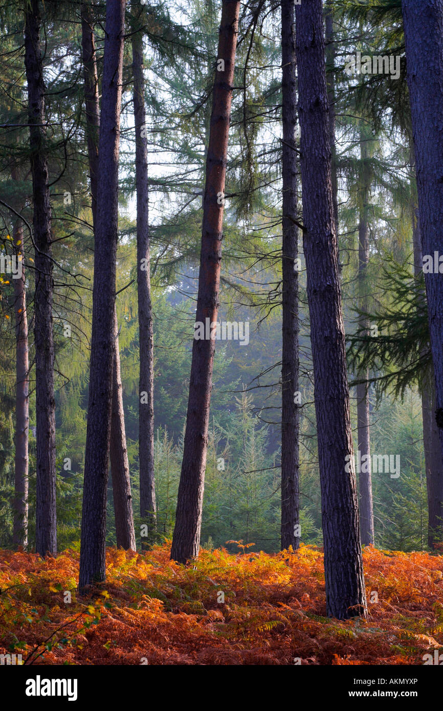 Herbst in eine neue Gesamtstruktur Kiefer Einzäunung, New Forest National Park, Hampshire Stockfoto