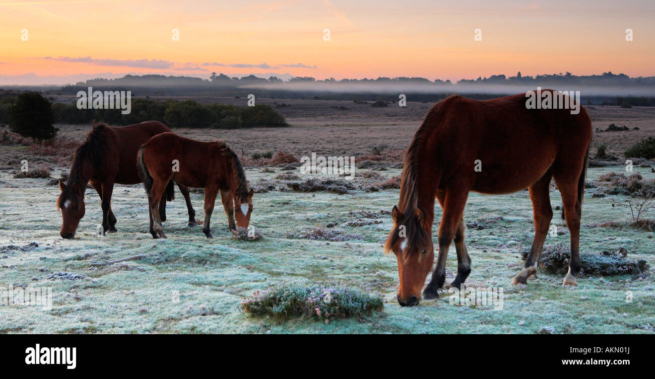 New Forest Ponys auf den frostigen Heide, New Forest National Park, Hampshire Stockfoto