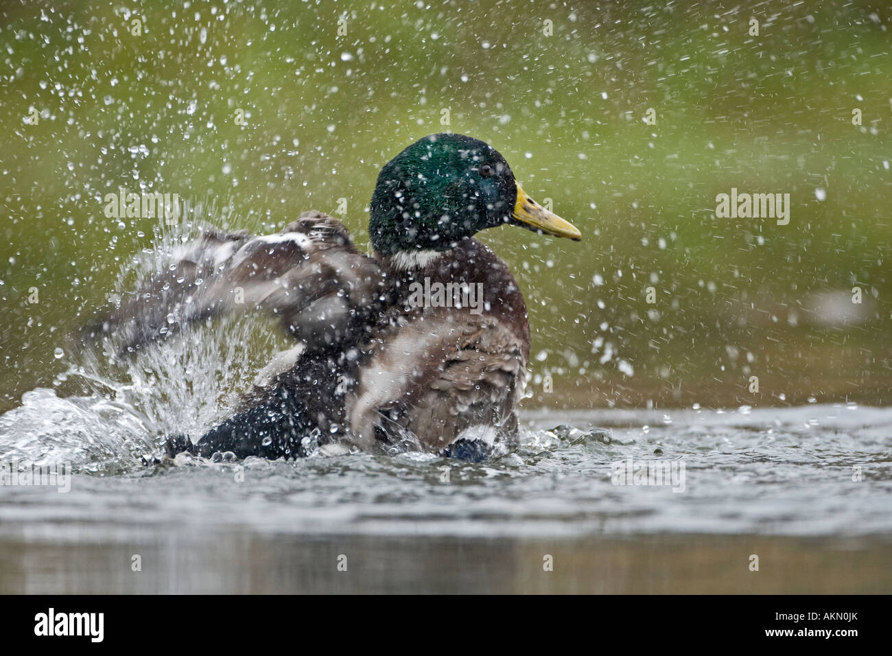 Drake Mallard Anas Plaryrhynchos englisches über im Wasser Potton Bedfordshire Stockfoto