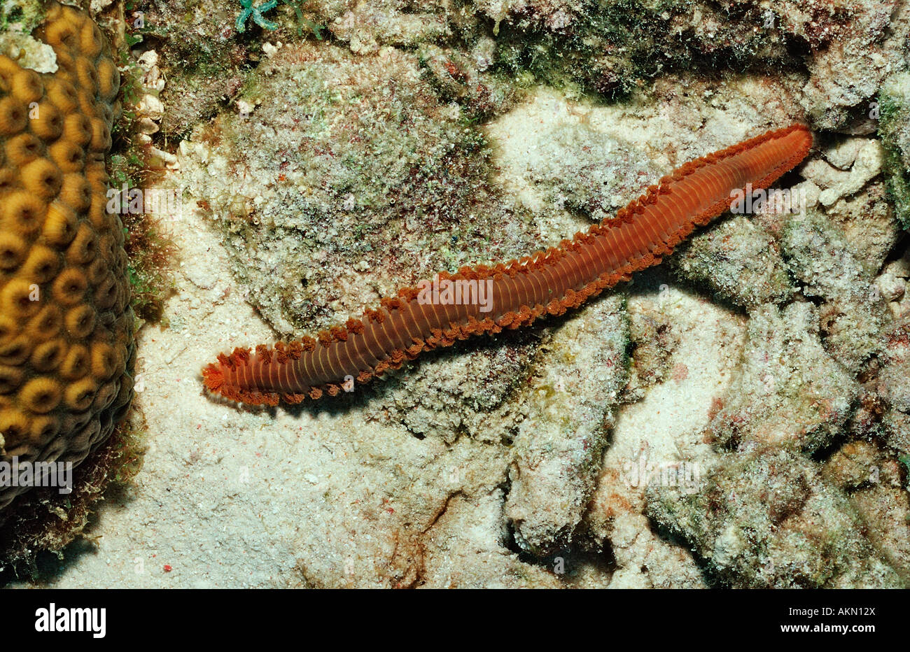 Bärtige Fireworm Hermodice Carunculata Niederländische Antillen-Bonaire-Karibik Stockfoto