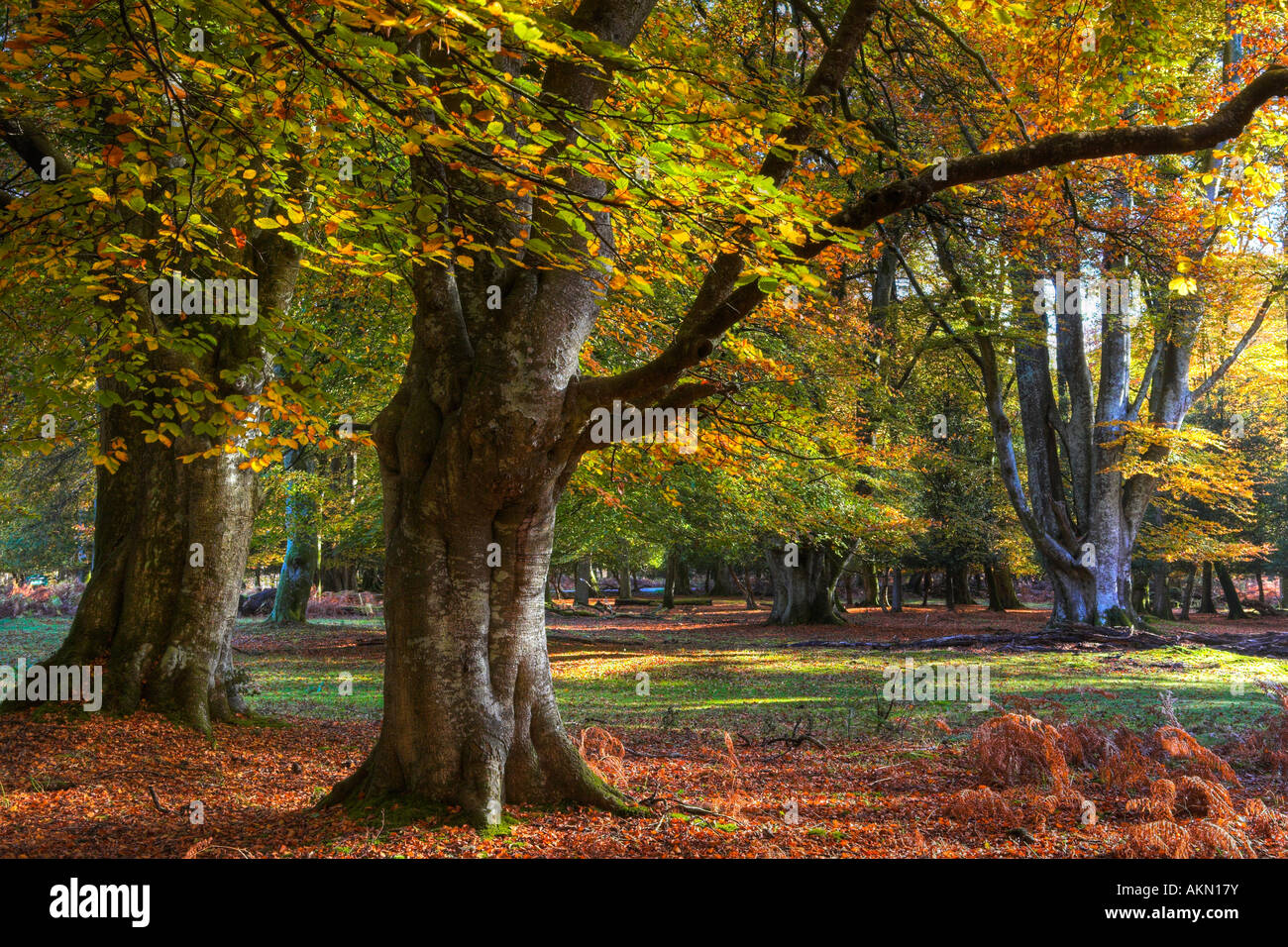 Bolderwood Einzäunung anzeigen herrliche Herbstfärbung, New Forest National Park, Hampshire Stockfoto