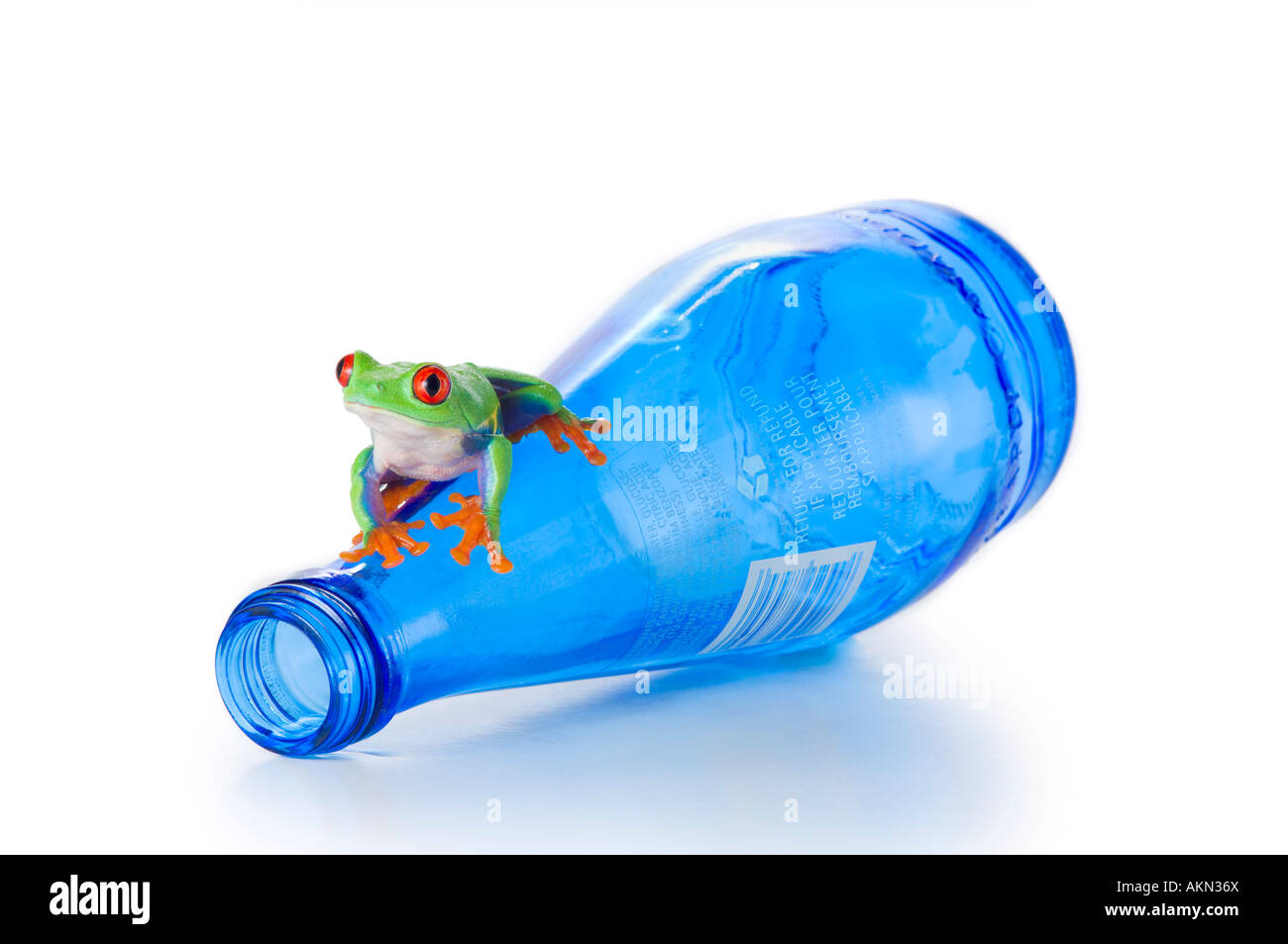 Rotäugigen Baumfrosch auf eine Flasche Wasser Stockfoto