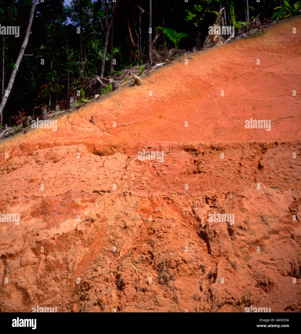 Tropisches Bodenprofil, das eine sehr dünne Schicht des oberen Bodens und stark ausgelaugten roten Laterit-Unterbodens Praslin, Seychellen, zeigt Stockfoto