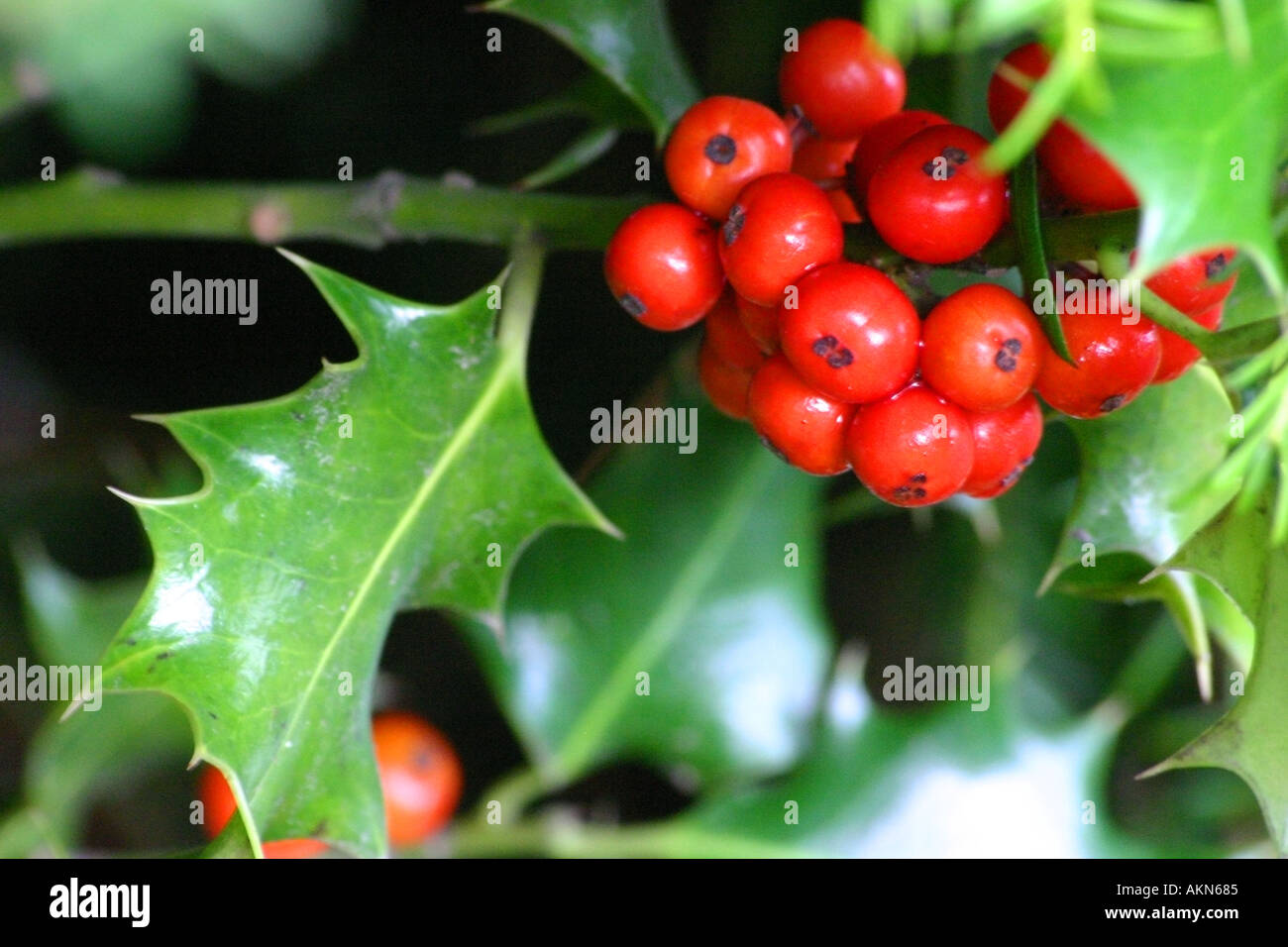 Weihnachtsszene mit roten Beeren auf eine Stechpalme Bush Stechpalme  Weihnachten festlich Beere Beeren Schnee vergiften Pflanze Blätter Busch  Prickeln p Stockfotografie - Alamy