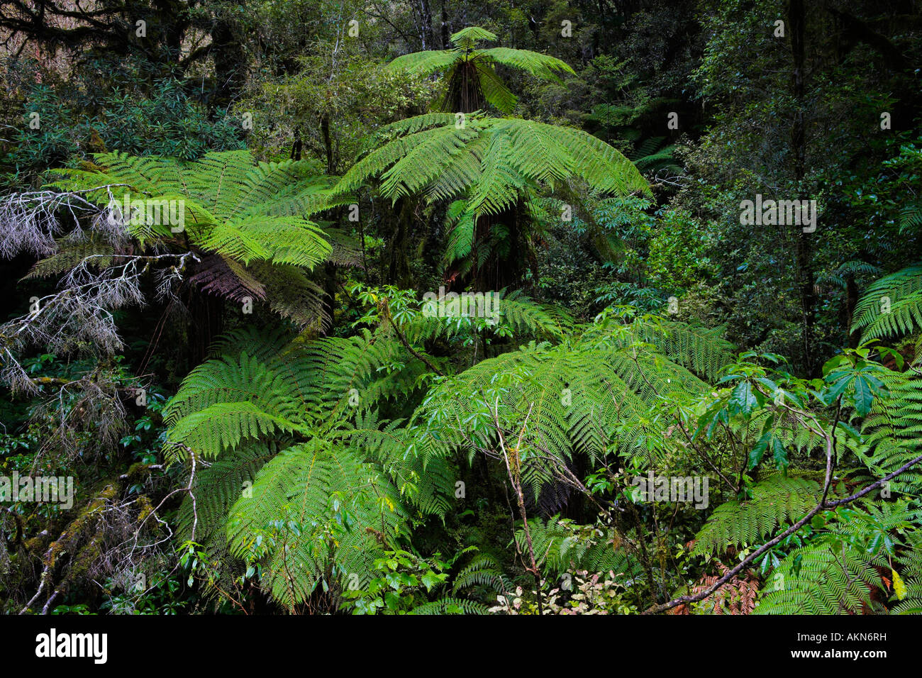 Riesige Ponga Farne in den dichten Wald von Neuseeland, Fjordland National Park, Neuseeland Stockfoto