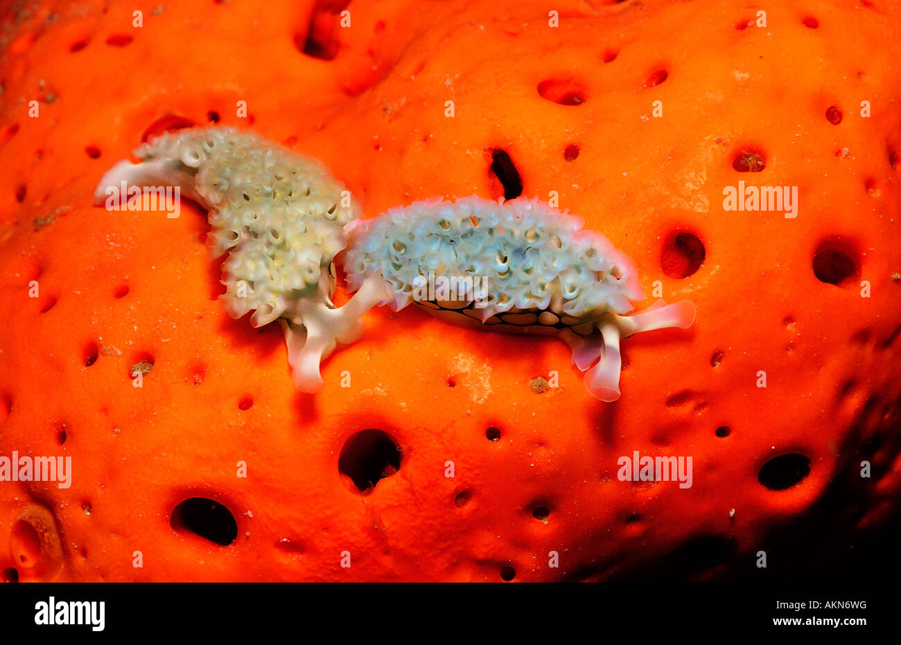 Zwei Salat Nacktschnecken Tridachia Crispata Niederländische Antillen-Bonaire-Karibik Stockfoto