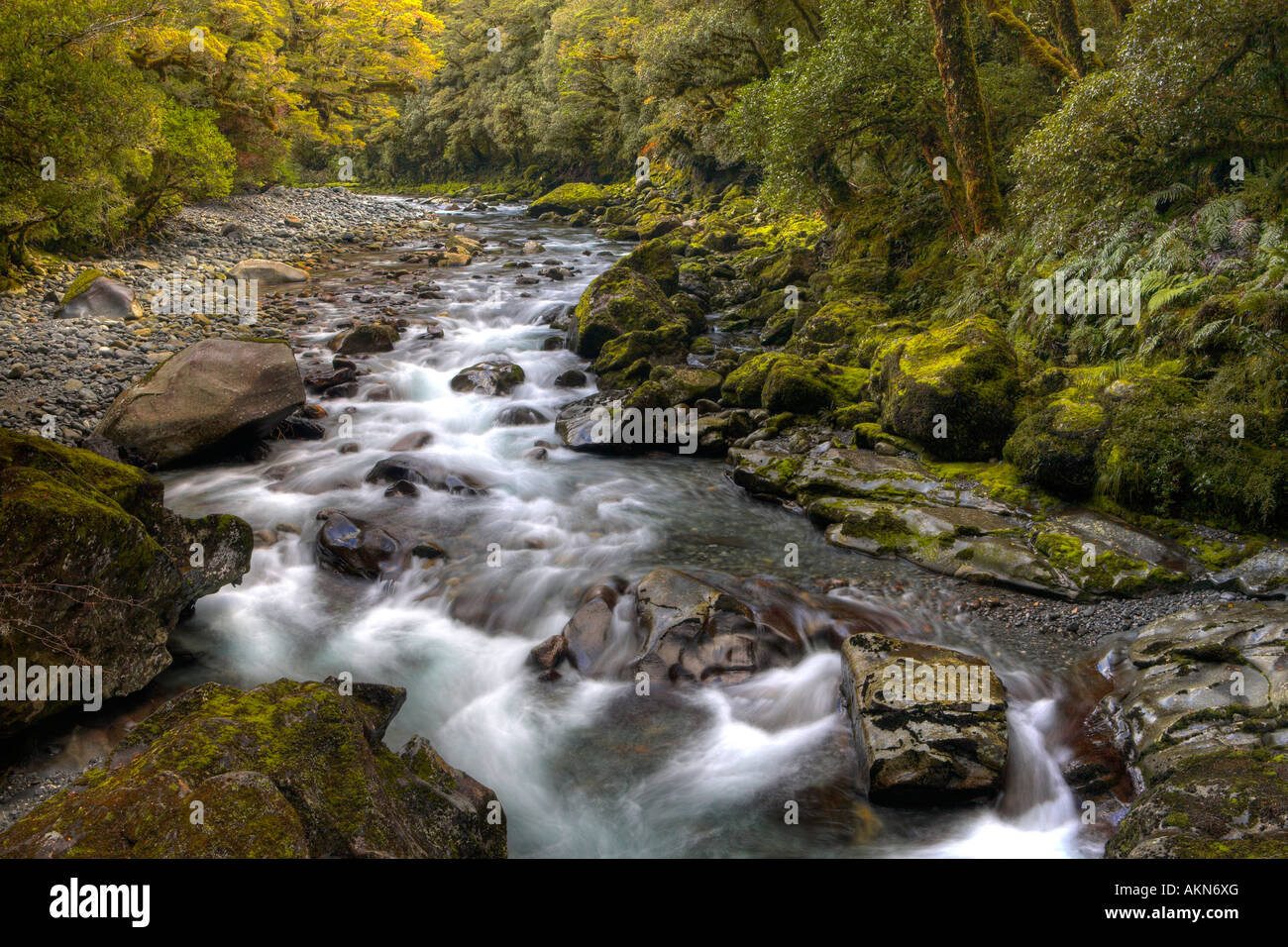 Felsigen Stream Kürzungen durch den dichten Wald Fiordland, Südinsel, Neuseeland Stockfoto