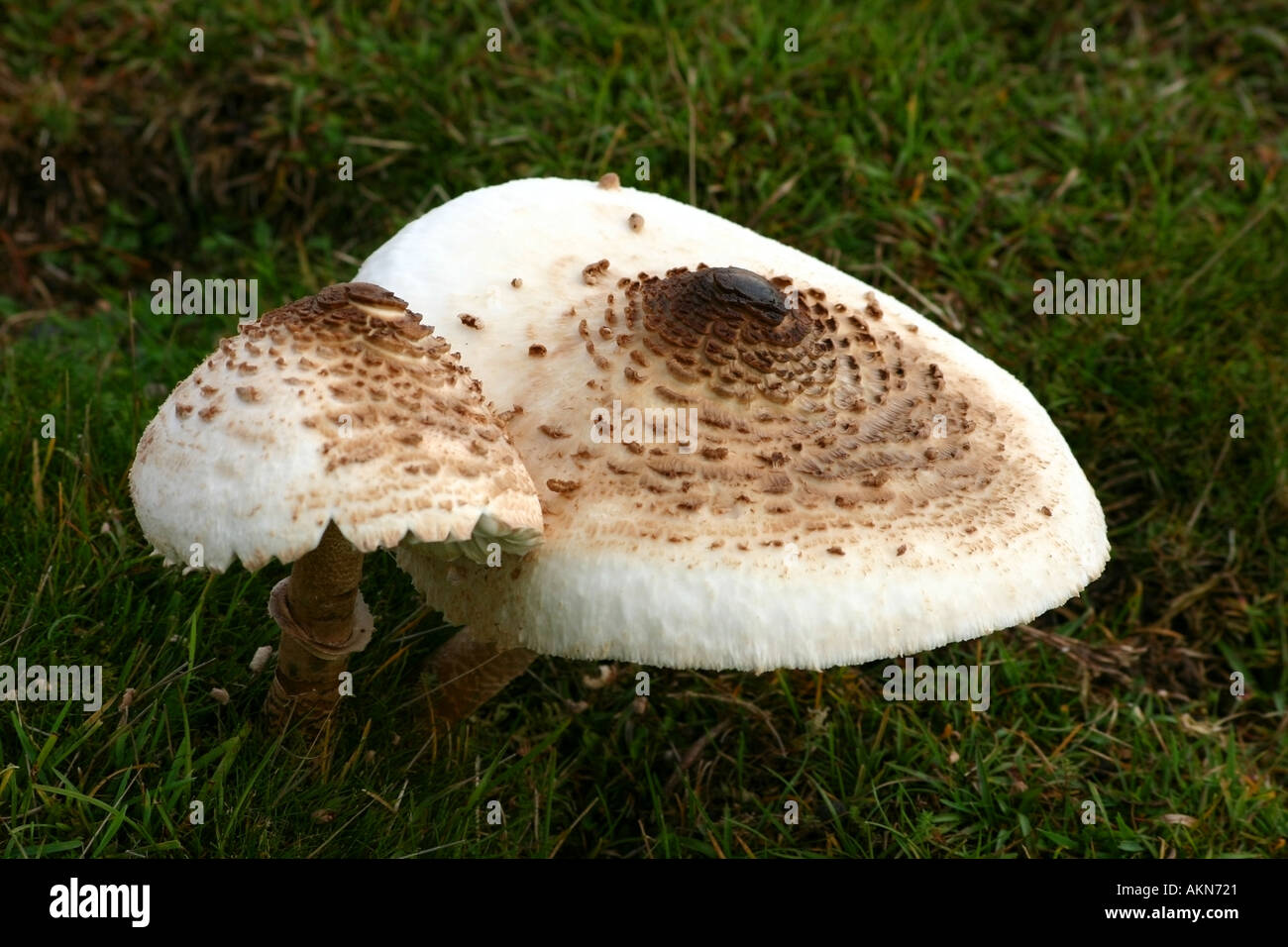 Pilze auf dem Land Stockfoto