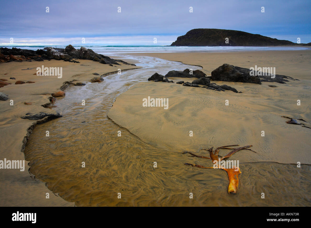 Stream und Riese Seetang auf Cannibal Strand, Catlins, Neuseeland Stockfoto