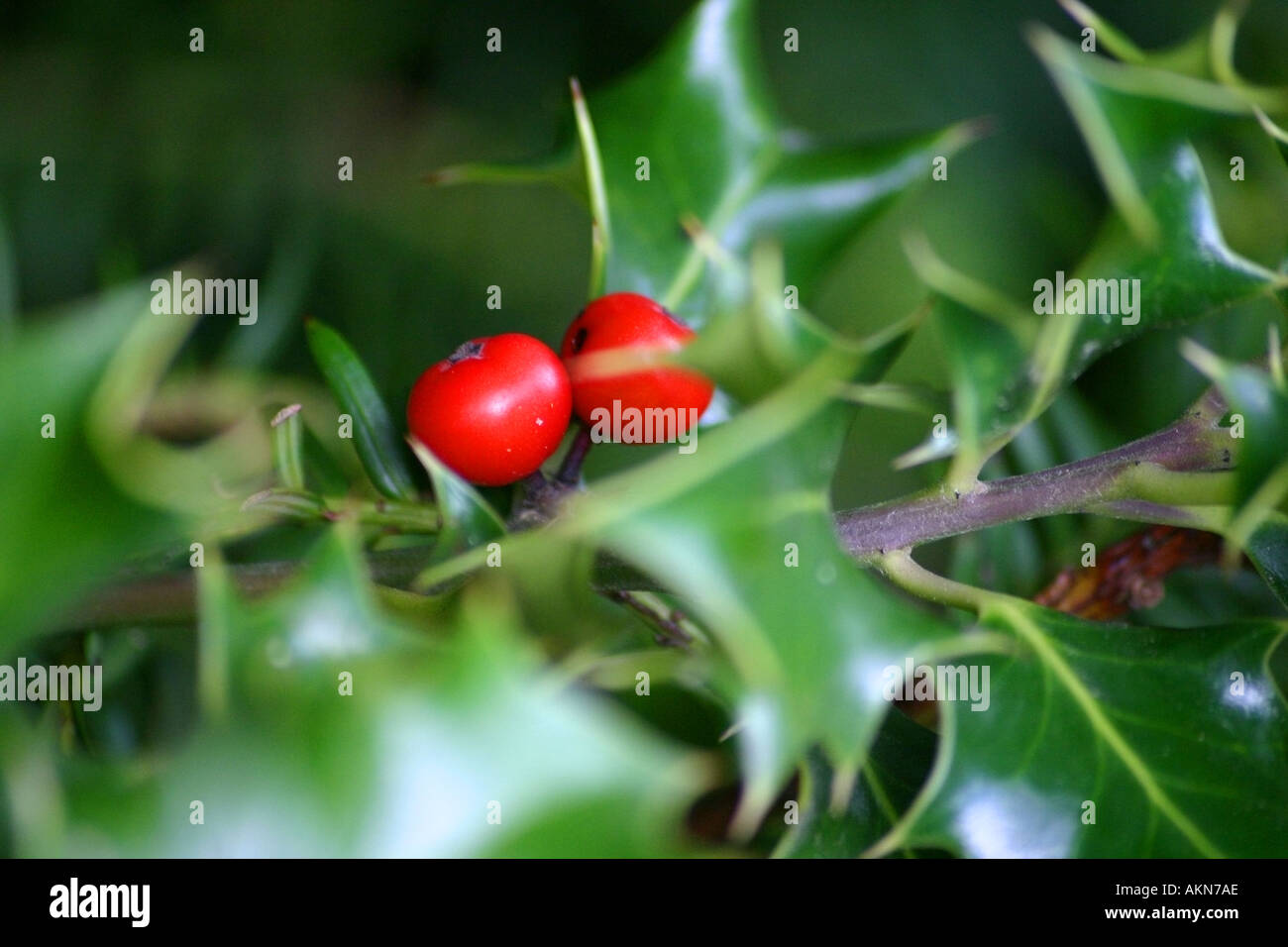 Weihnachtsszene mit roten Beeren auf eine Stechpalme Bush Stechpalme Weihnachten festlich Beere Beeren Schnee vergiften Pflanze Blätter Busch Prickeln p Stockfoto