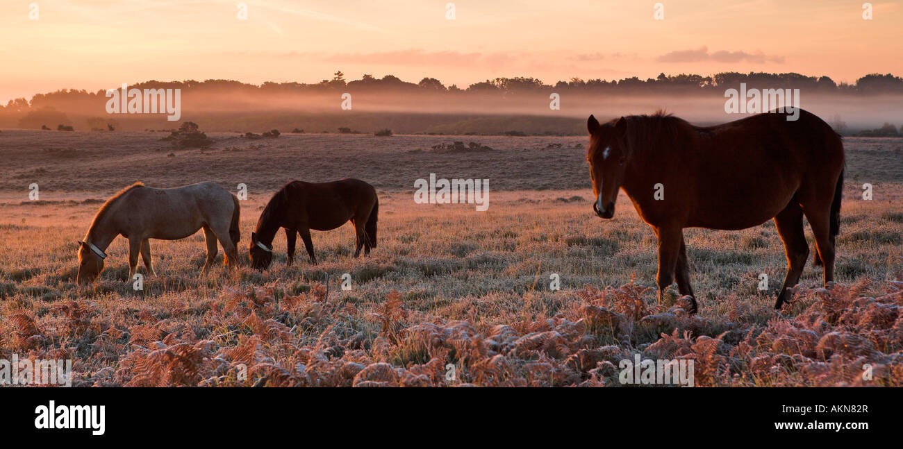 New Forest Ponys auf den frostigen Heide, New Forest National Park, Hampshire Stockfoto